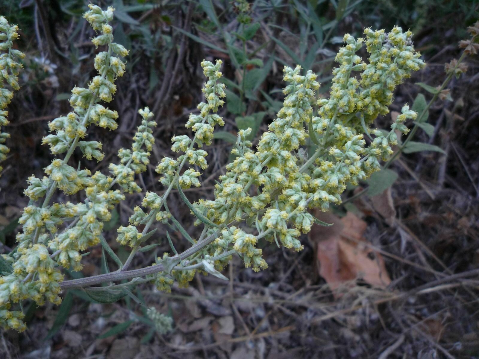 High Resolution Artemisia douglasiana Flower
